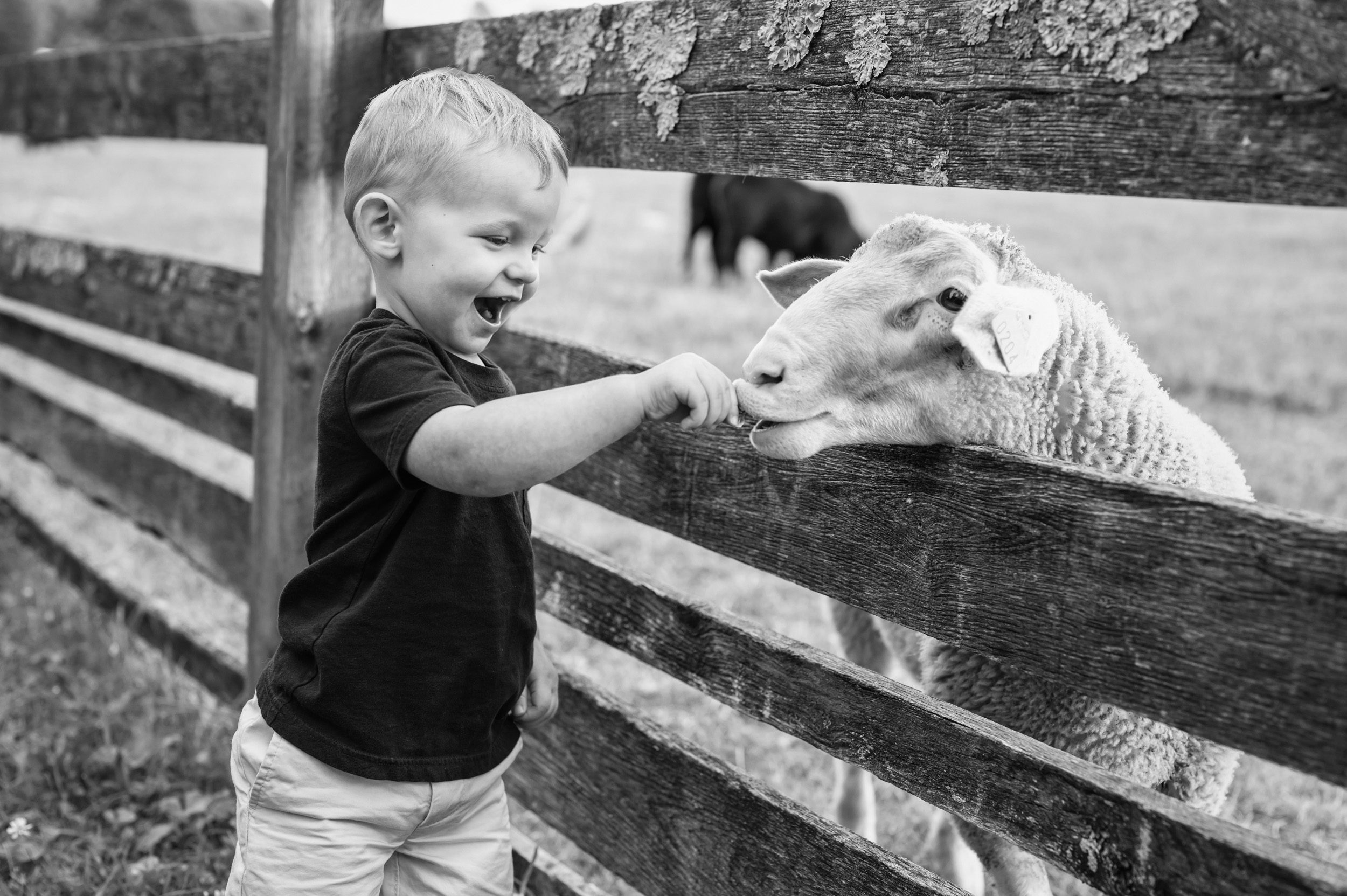 Black and white picture of a young boy feeding a sheep grass through a fence during a family photoshoot
