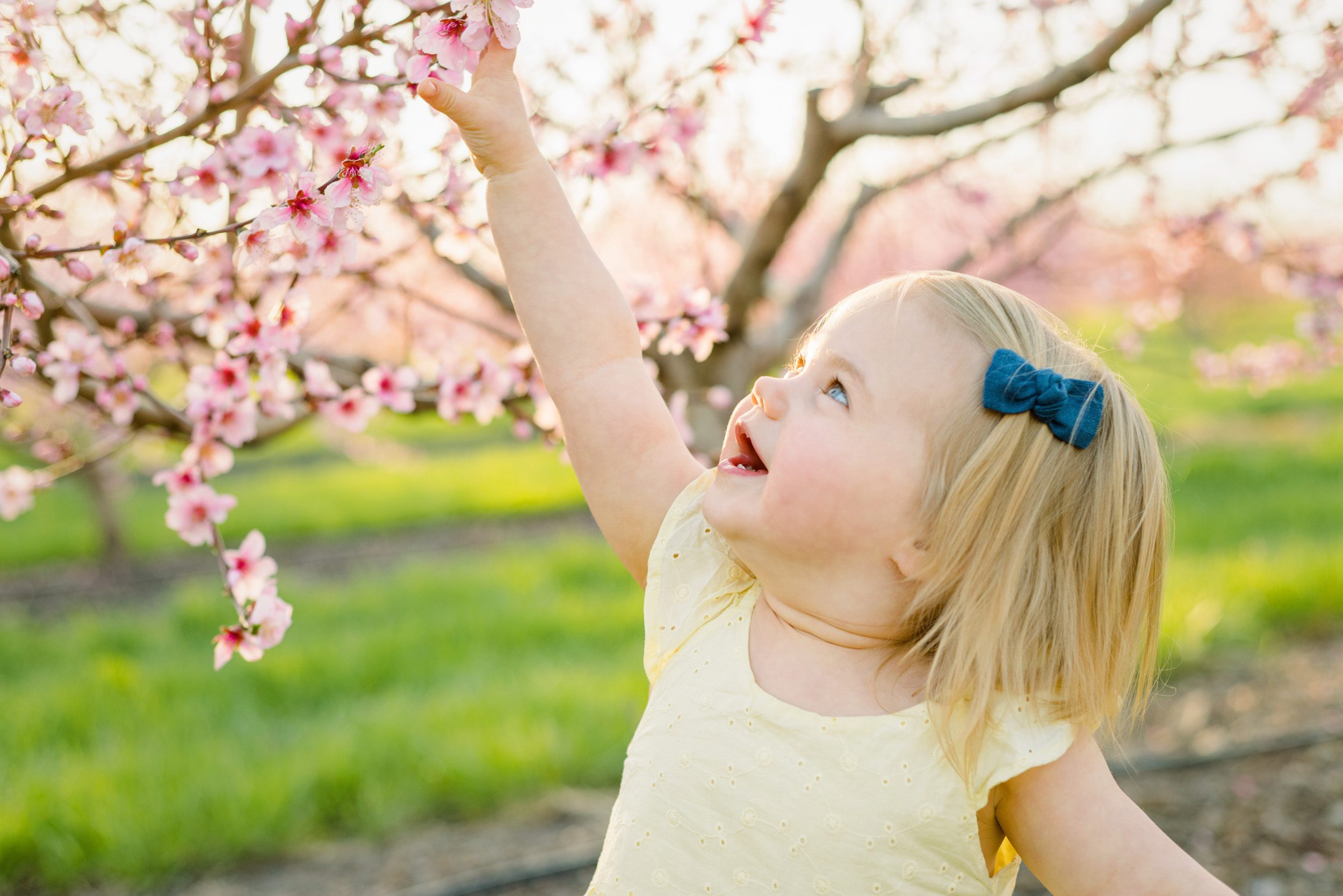 A little girl in a yellow dress smiling as she reaches up to touch pink blossoms on a peach tree at a family photoshoot