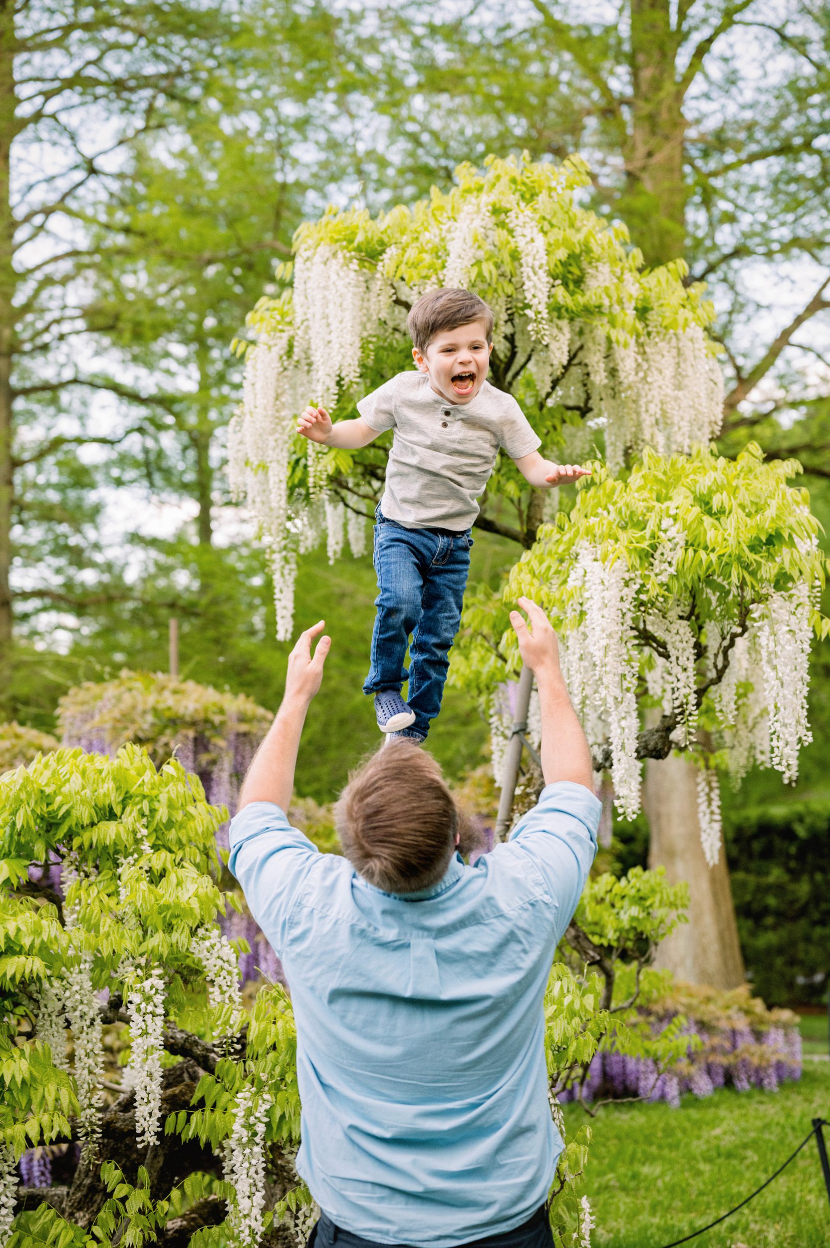 A little boy squealing with excitement as his dad throws him up in the air in a Wisteria garden during a family photoshoot