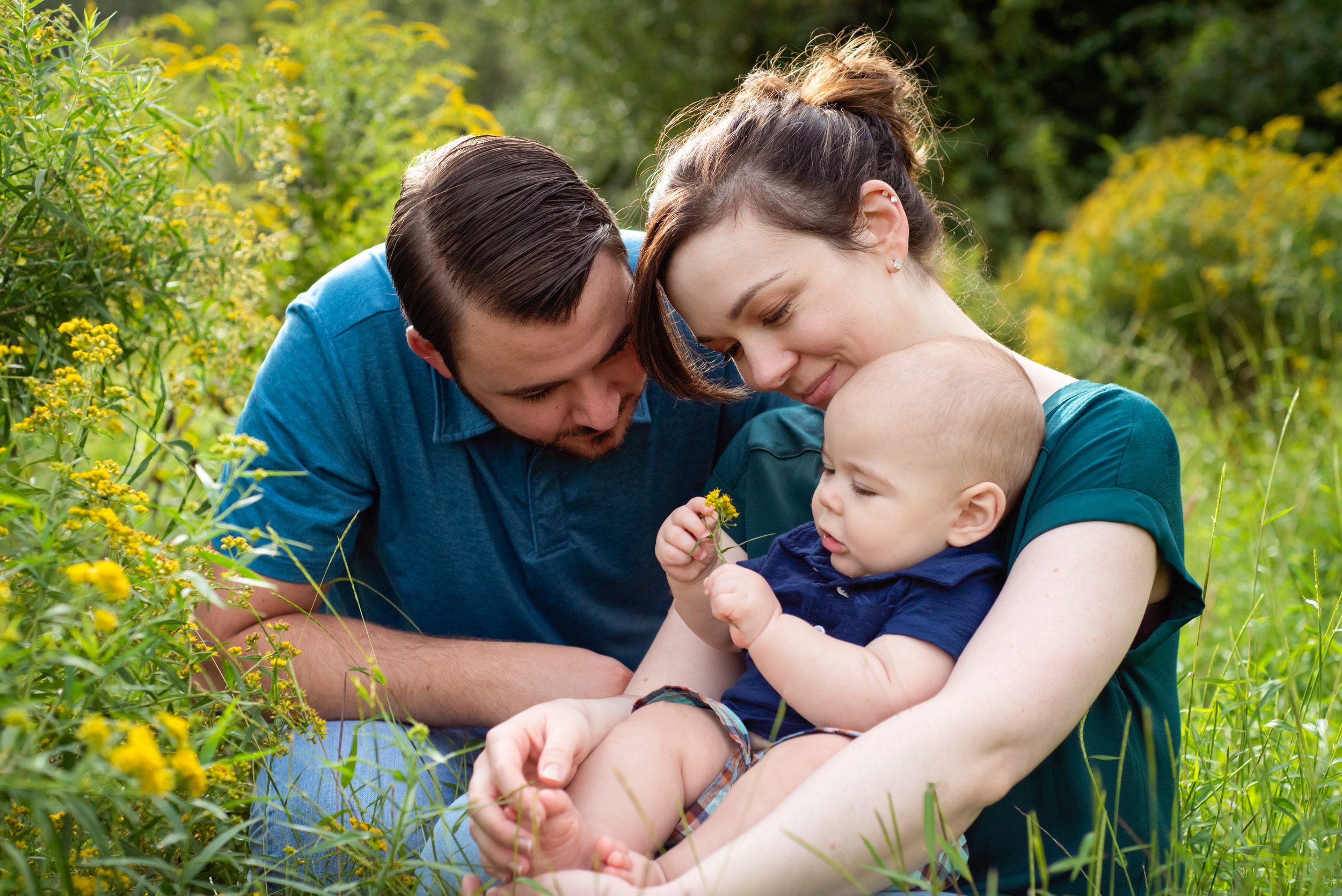 A young boy sitting in his parents' lap and examining a flower in a field of yellow wildflowers during a family photoshoot