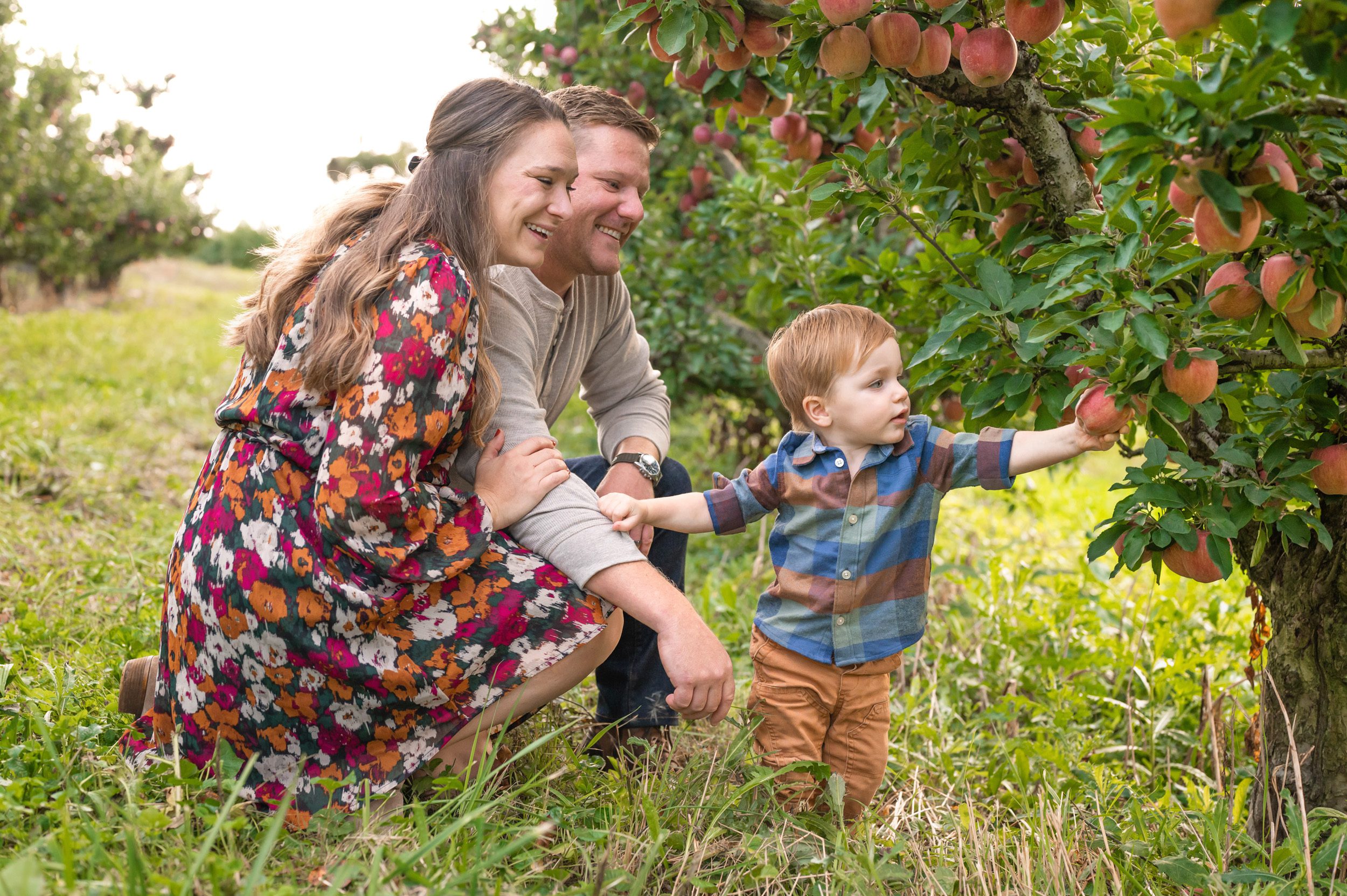 Family picture of parents kneeling behind their toddler son as he reaches for an apple at the orchard