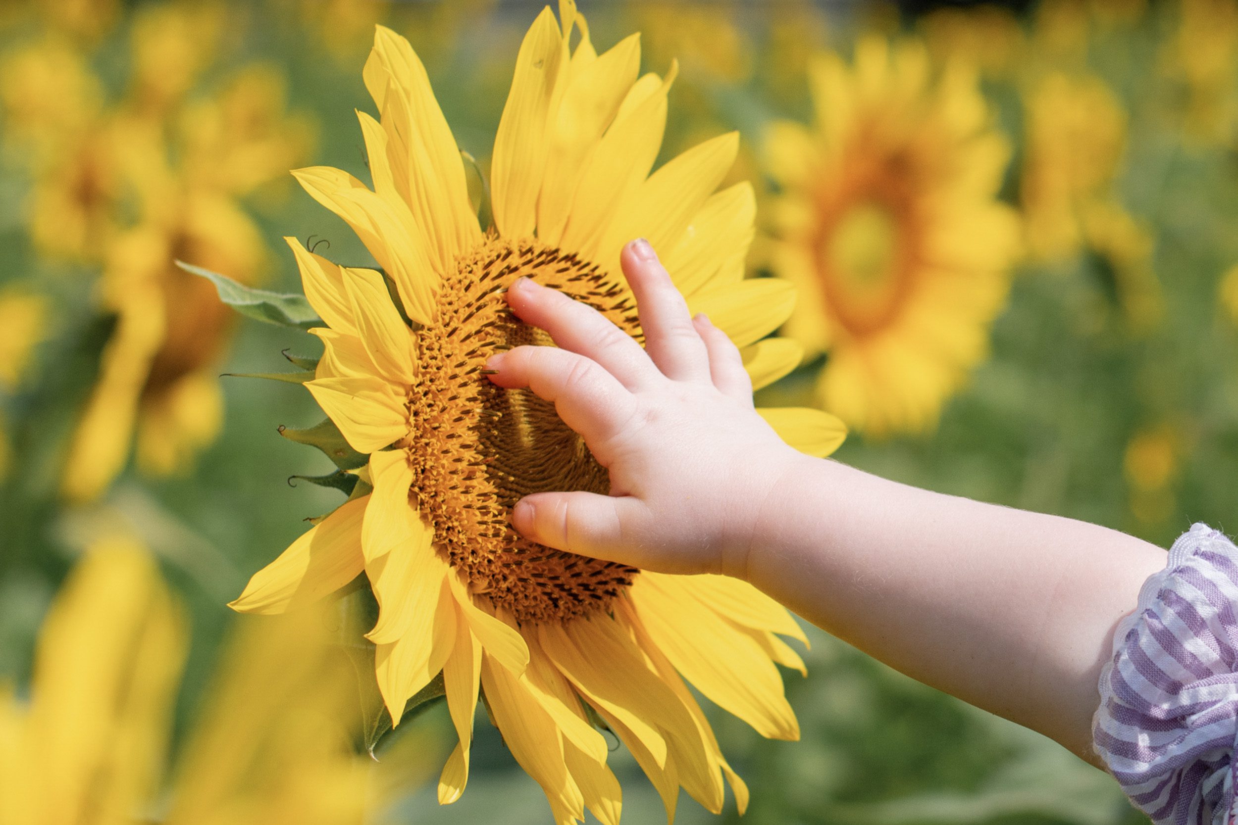 A close up picture of a little girl reaching out to touch a sunflower with her hand during a family photoshoot