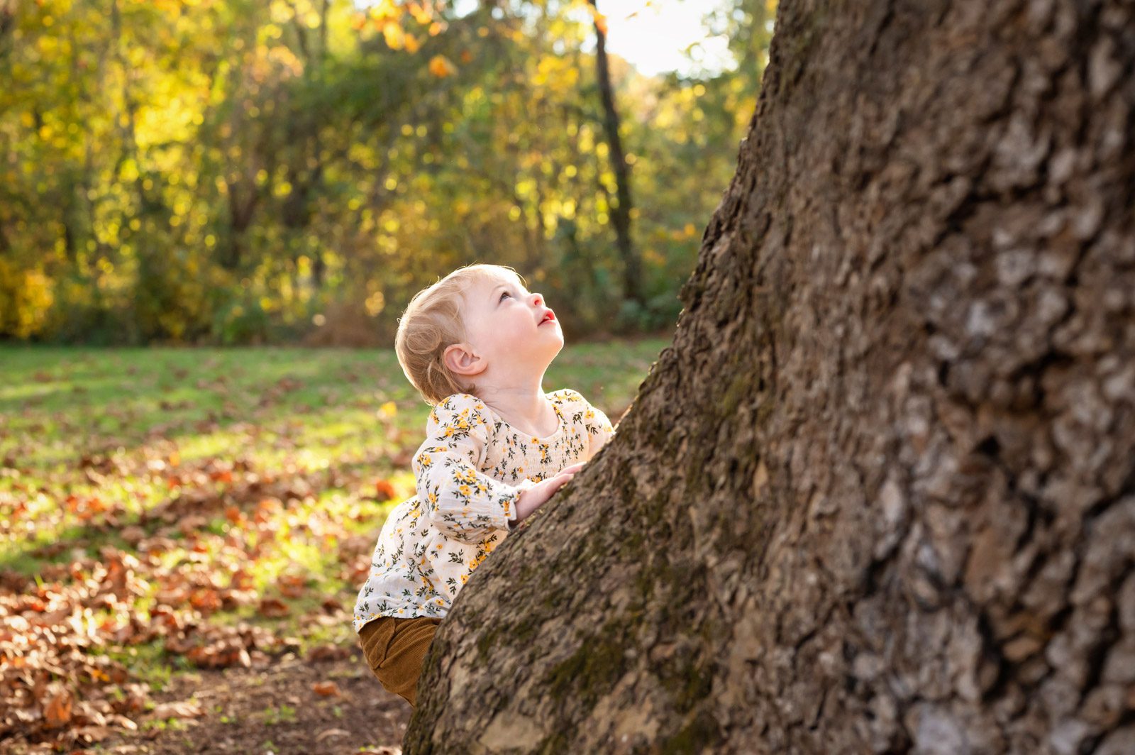 A young girl standing at the base of a large tree and looking up in wonder during a family photo session