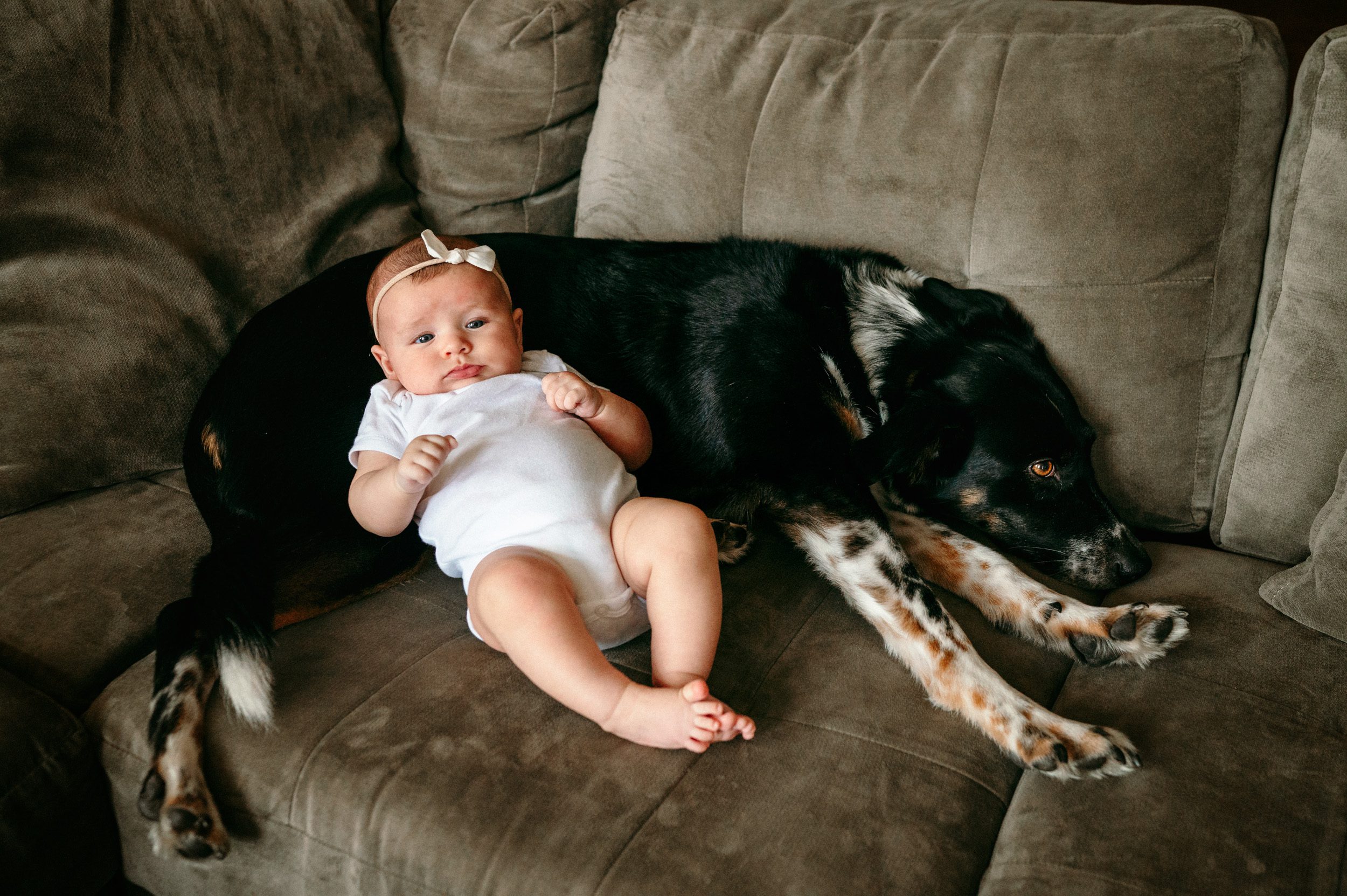A baby girl and her pet dog laying on the couch together during a home newborn photo session