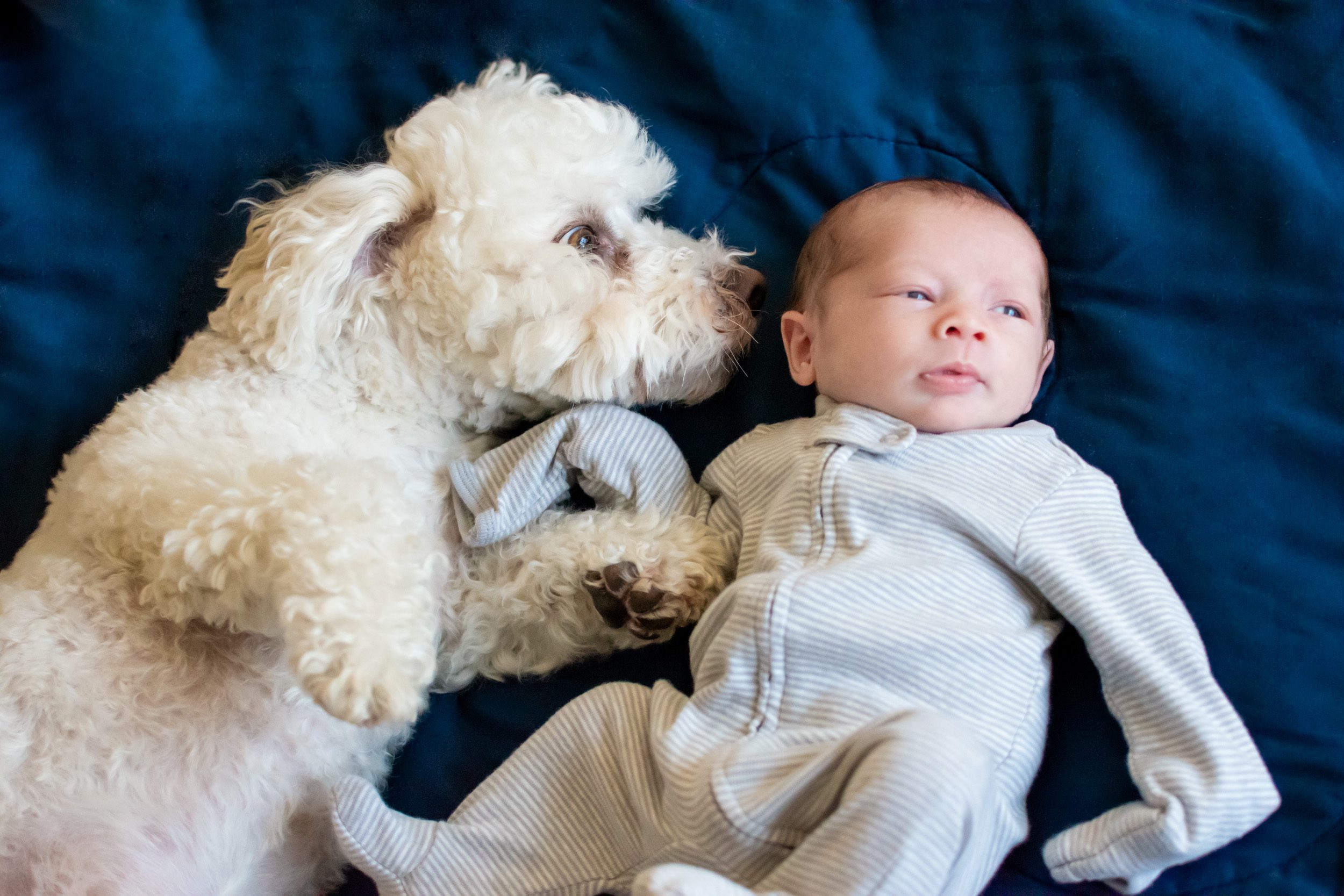 newborn boy laying on a bed while his pet dog sniffs him during a natural newborn photo session