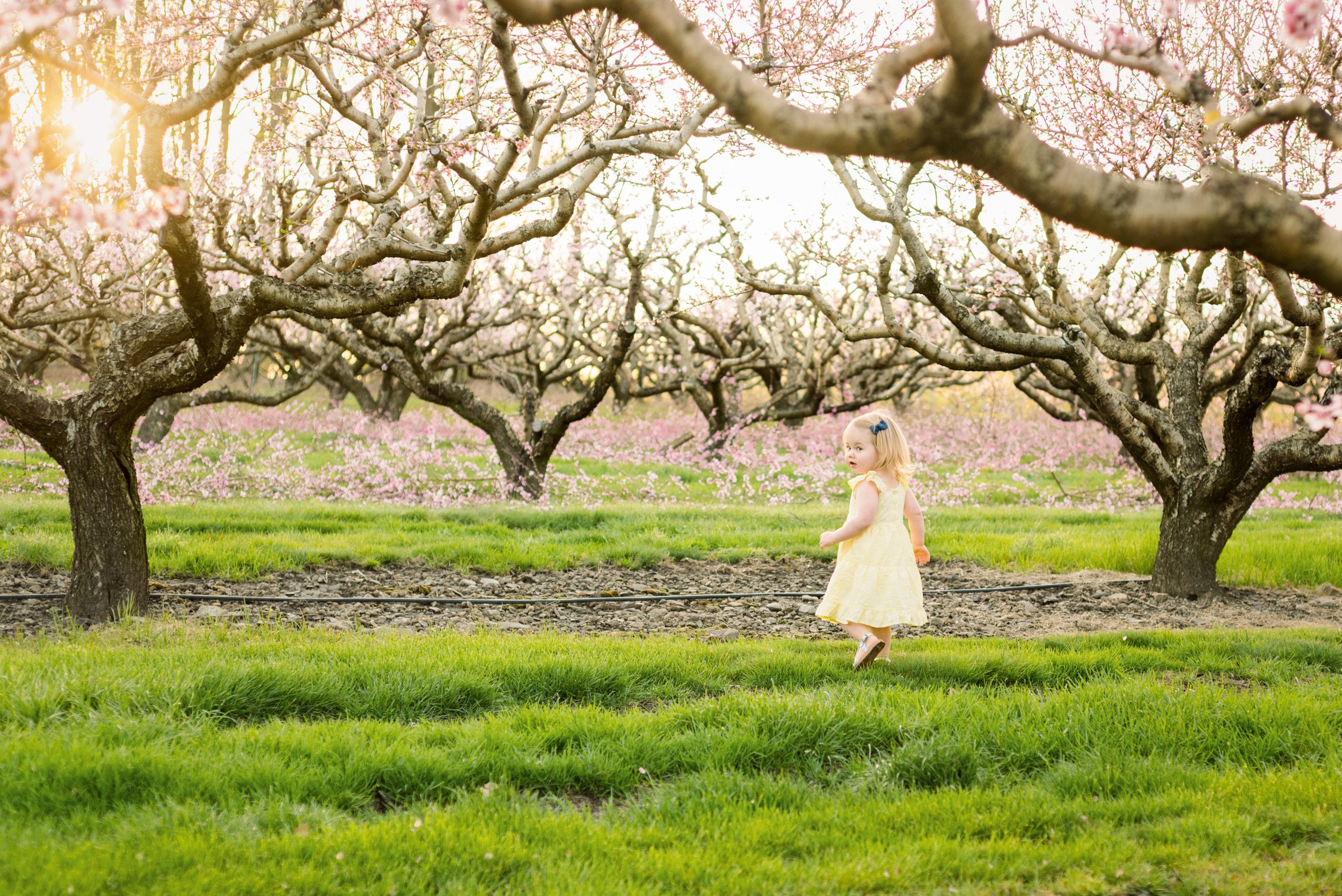 A young girl looking back over her shoulder at the camera as she runs through an orchard full of peach trees with pink flowers in bloom during a family photoshoot