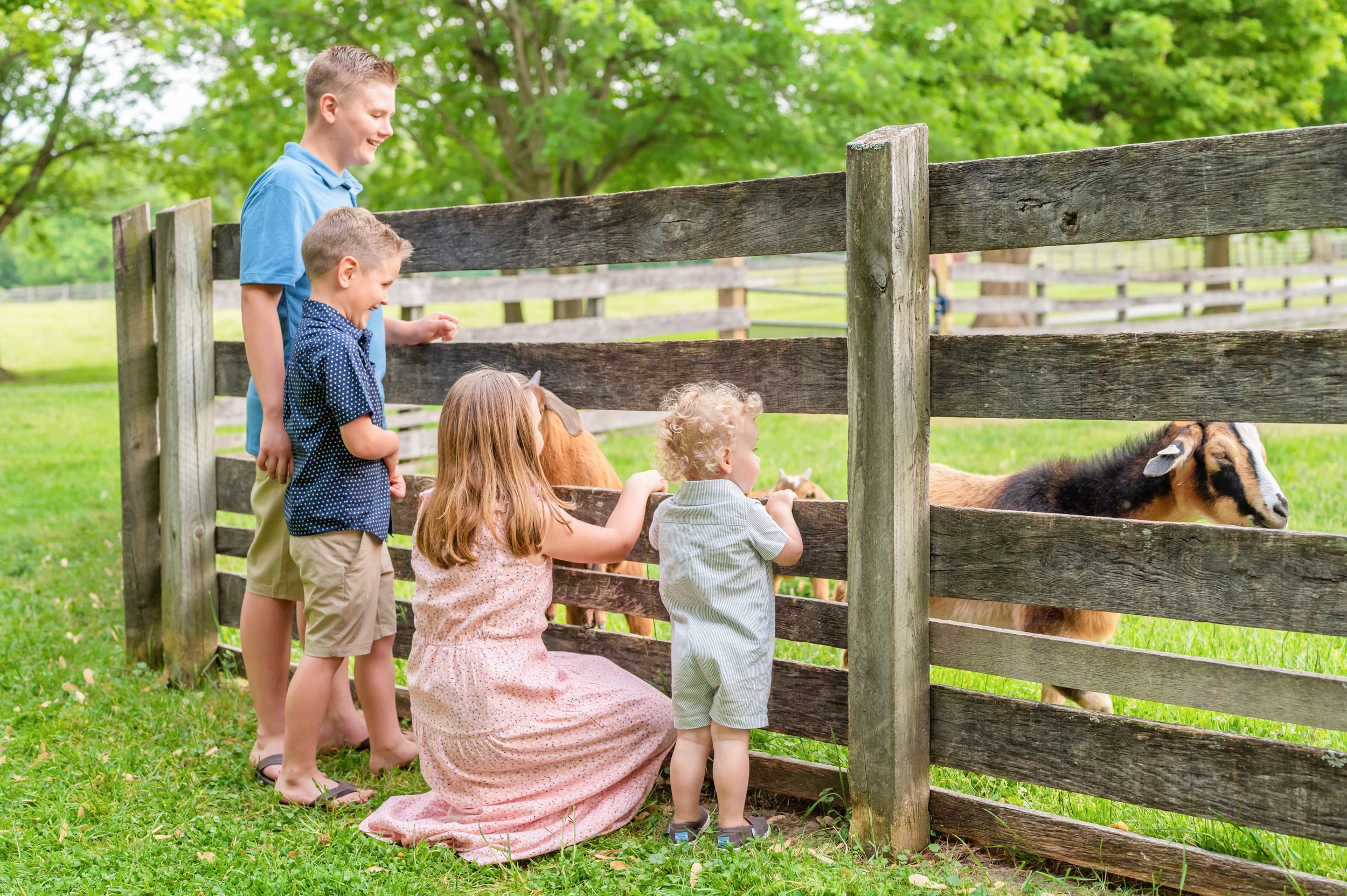 Four cousins looking at goats through a fence and laughing during an extended family photo session