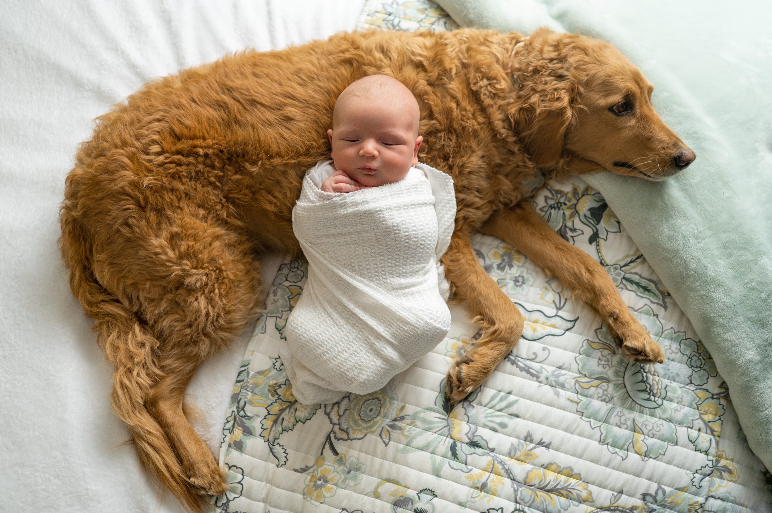Newborn boy wrapped in a white swaddle laying on a bed with his pet dog during a natural newborn photo session
