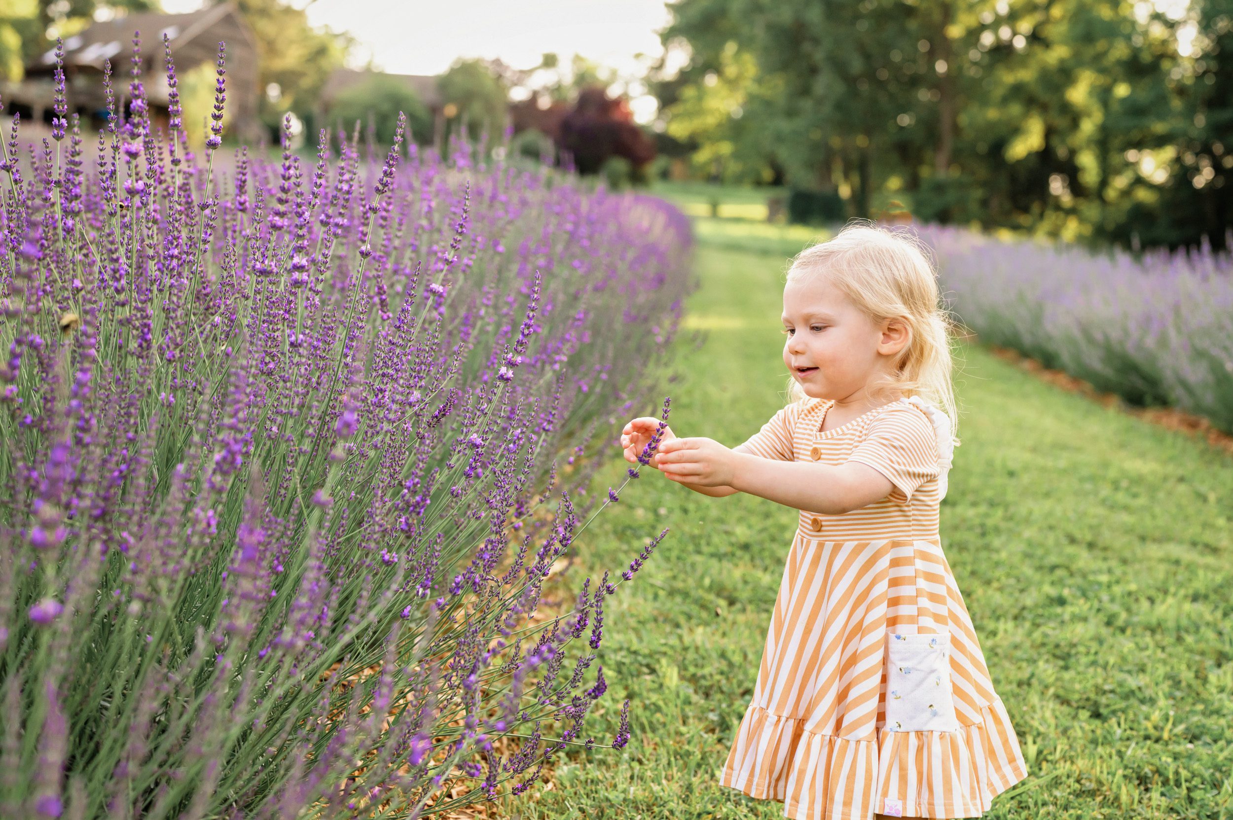 A young girl reaching out to touch a lavender flower in a field of purple lavender during a family photo session