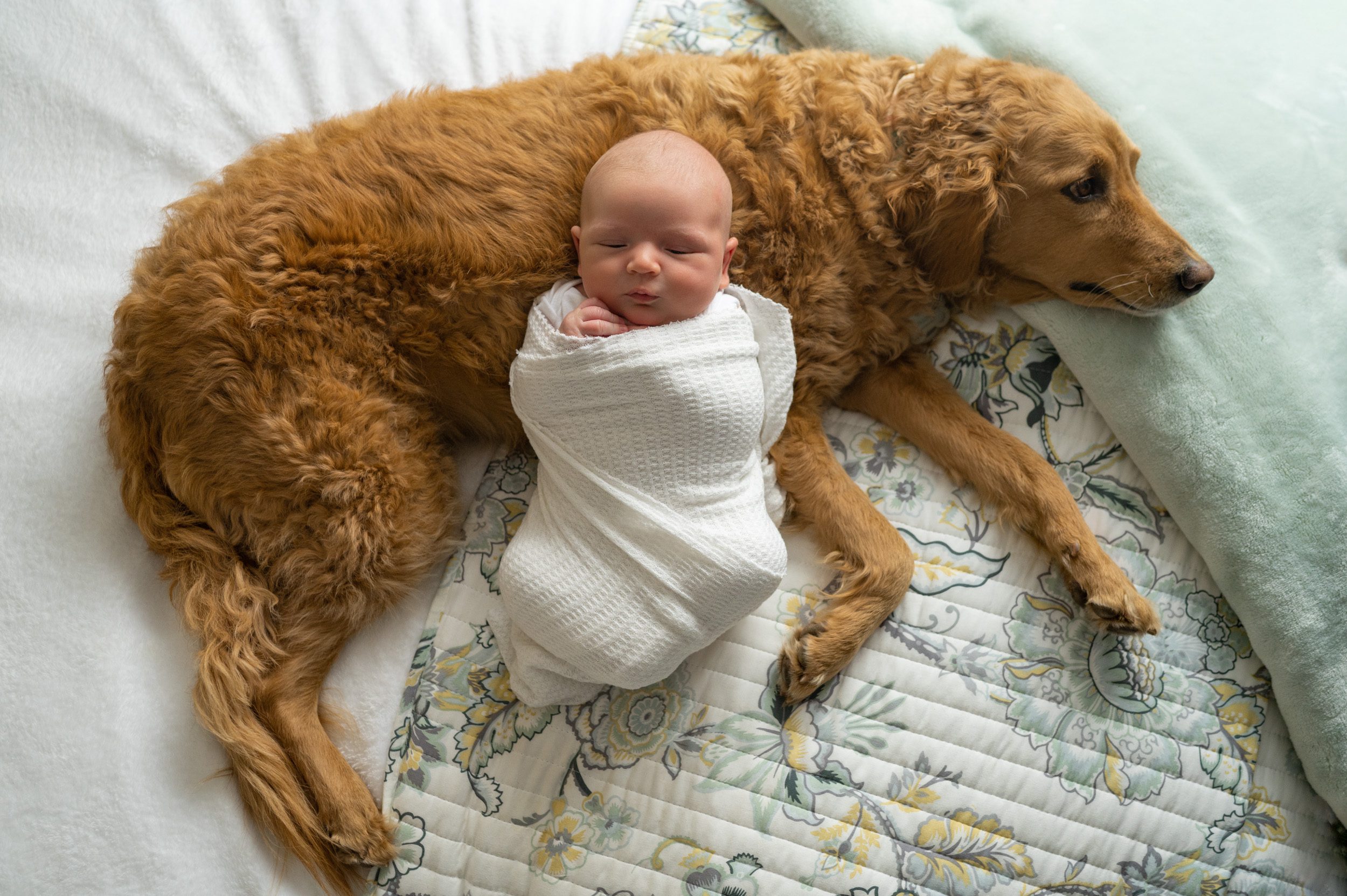 Newborn baby boy laying on a bed with his pet dog during a home newborn photoshoot