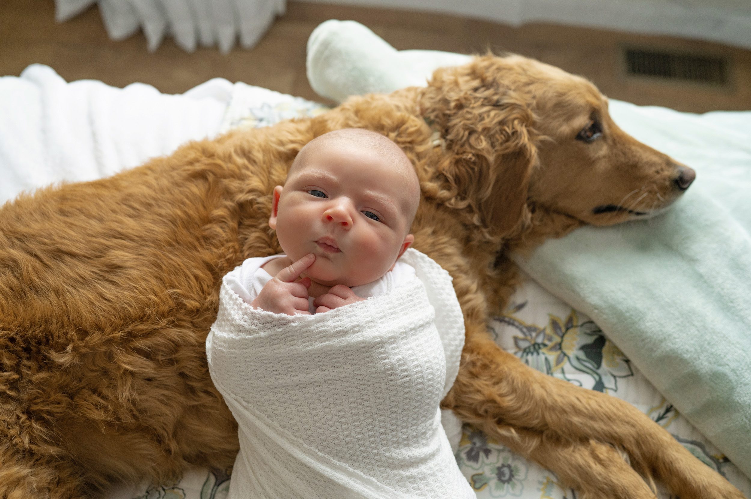 A newborn baby boy laying on his pet dog and holding his finger up to his lip as he looks at the camera during a home newborn photoshoot