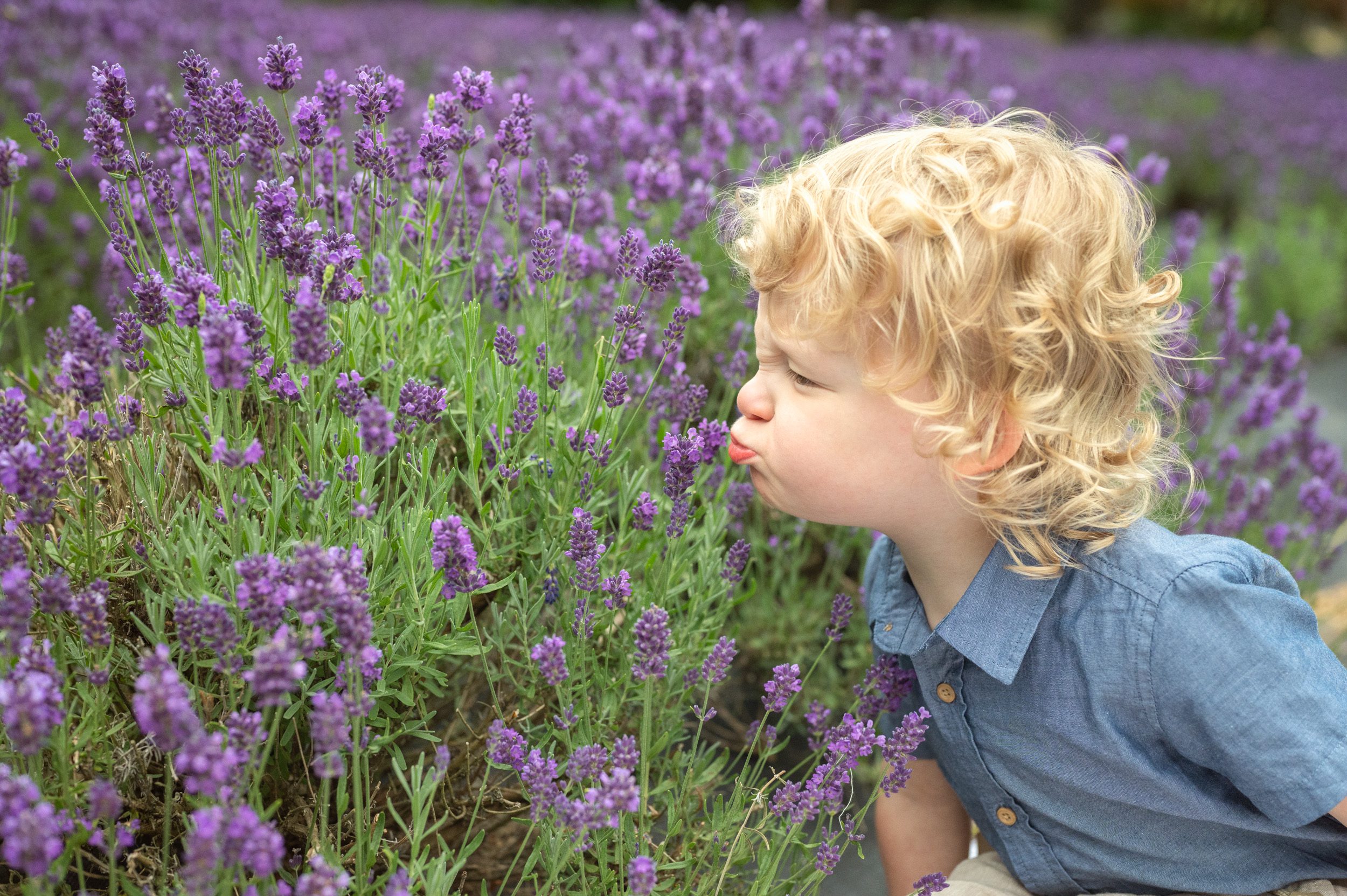 Little boy making a scrunchy face as a sniffs purple lavender during a family photoshoot