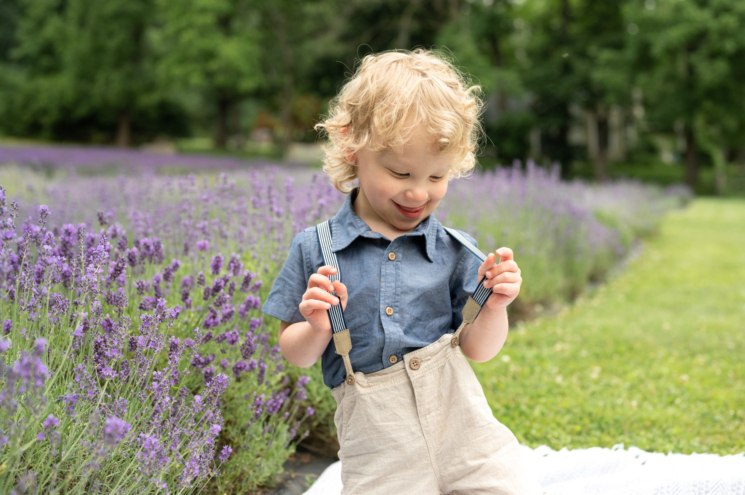 a little boy siting in front of a lavender field in full bloom laughing as he plays with his suspenders 