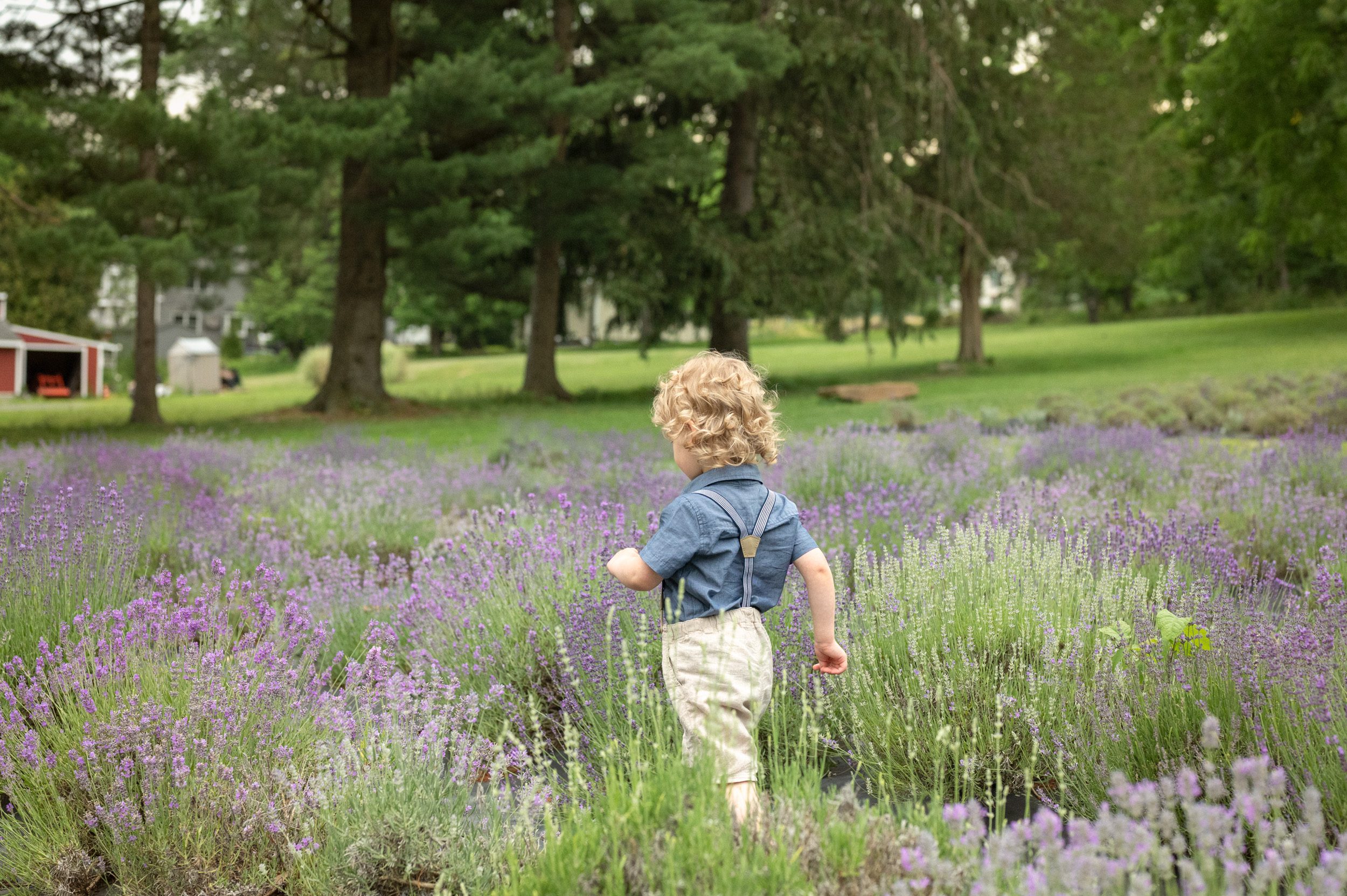 a little boy with blond curly hair marching away from the camera through a field of lavender in full bloom during a family photoshoot