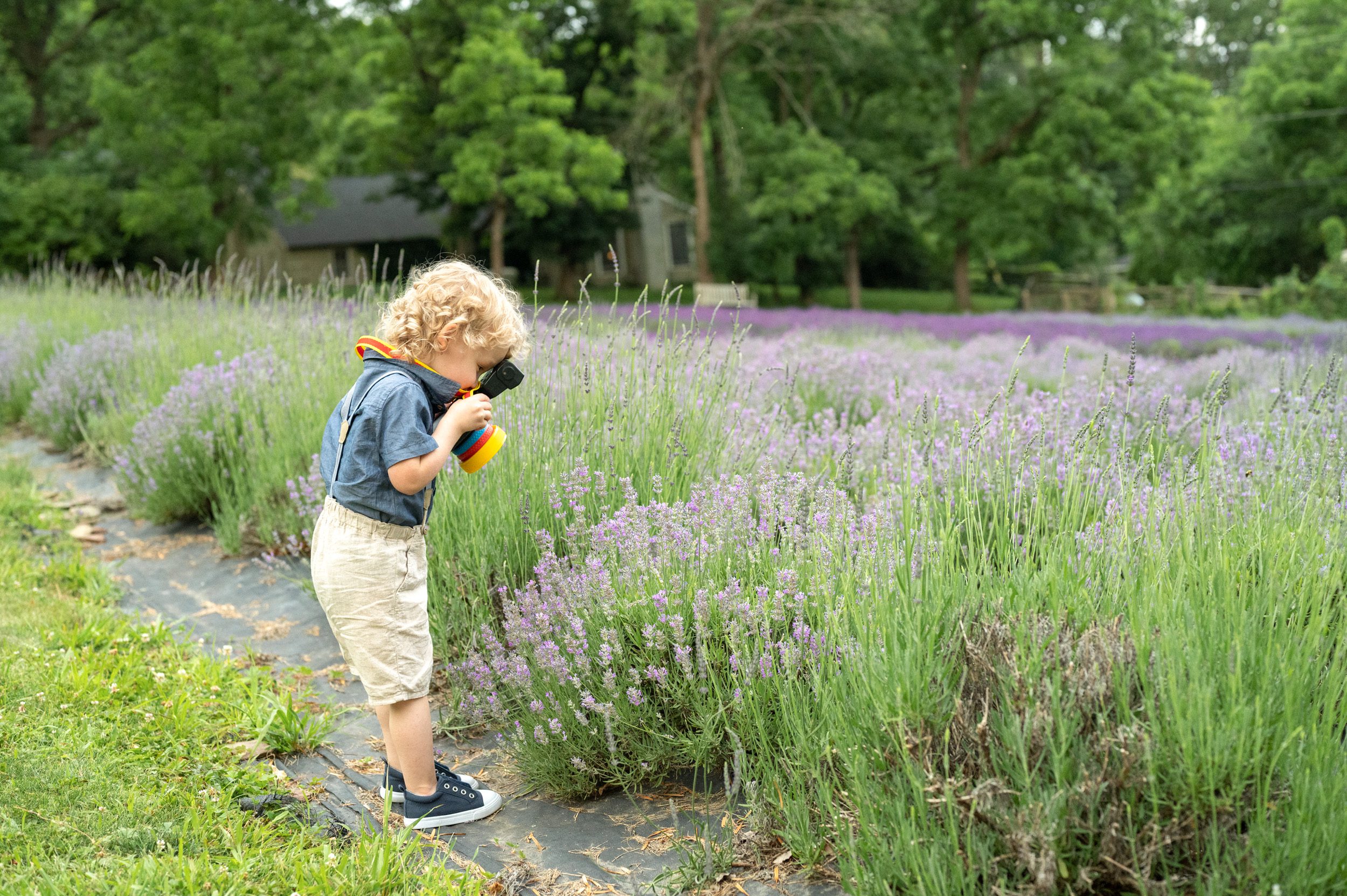 a little boy taking pictures of purple lavender flowers with his toy camera during a family photoshoot