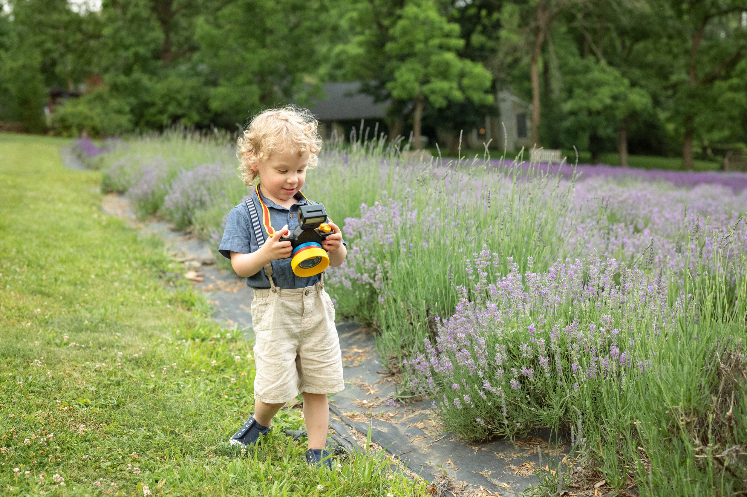 a little boy looking down at his toy camera in a field full of blooming lavender during a family photo session
