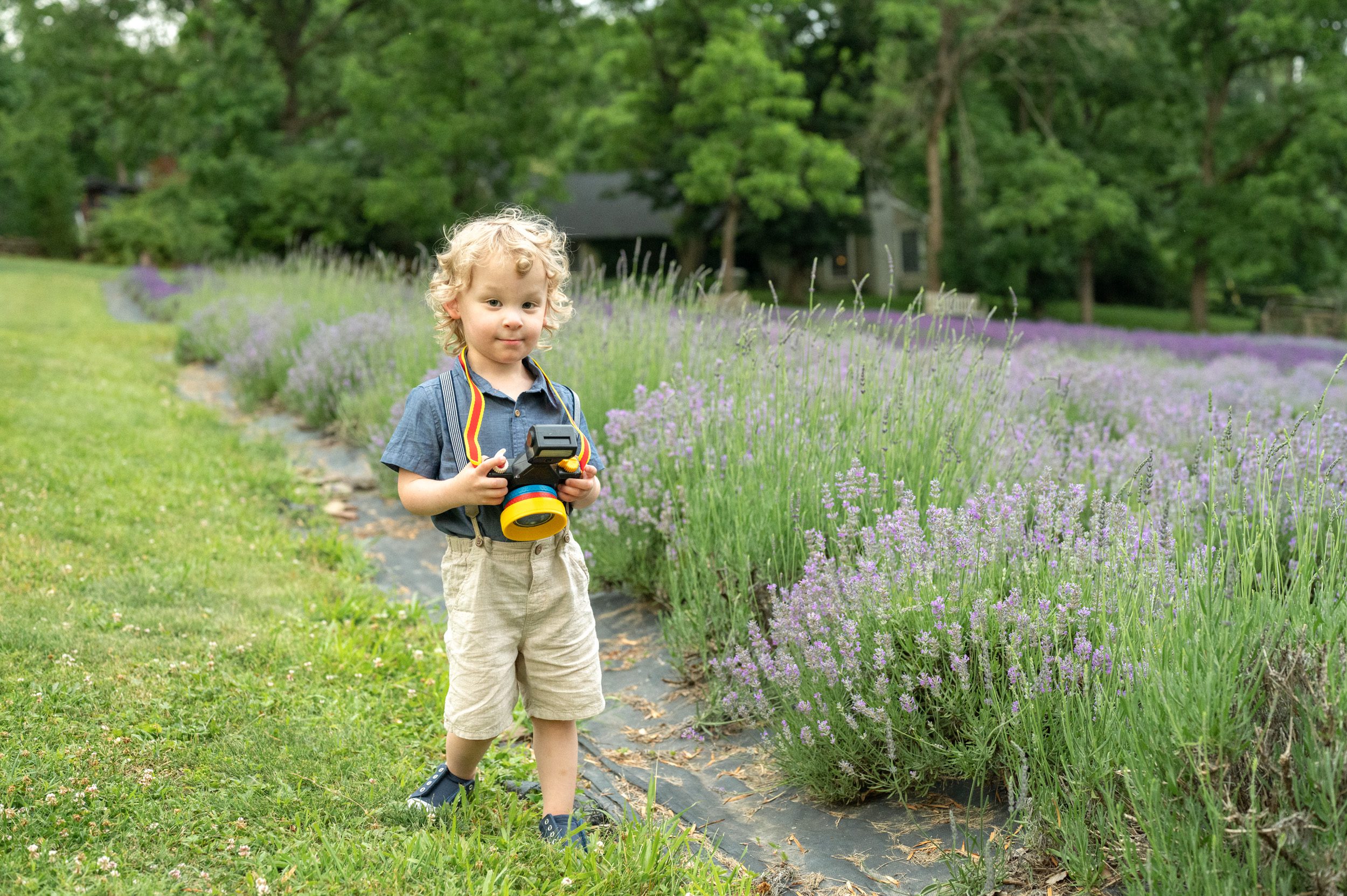 a little boy standing in a field full of blooming lavender and looking at the camera with a toy camera around his neck 