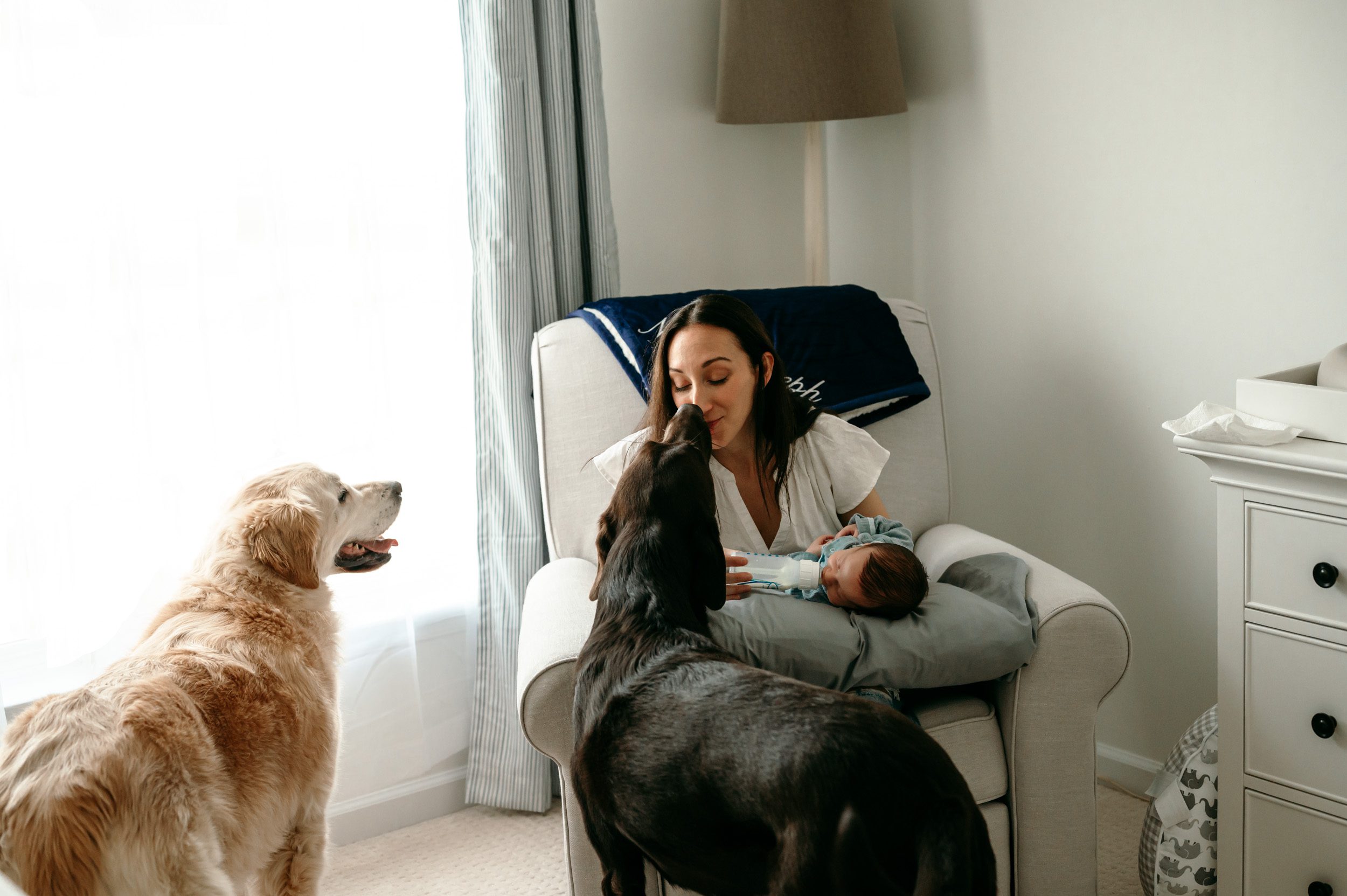 a new mom sitting in a rocking chair and feeding her baby boy a bottle and laughing as one of her dogs licks her on the nose during an in home newborn photoshoot