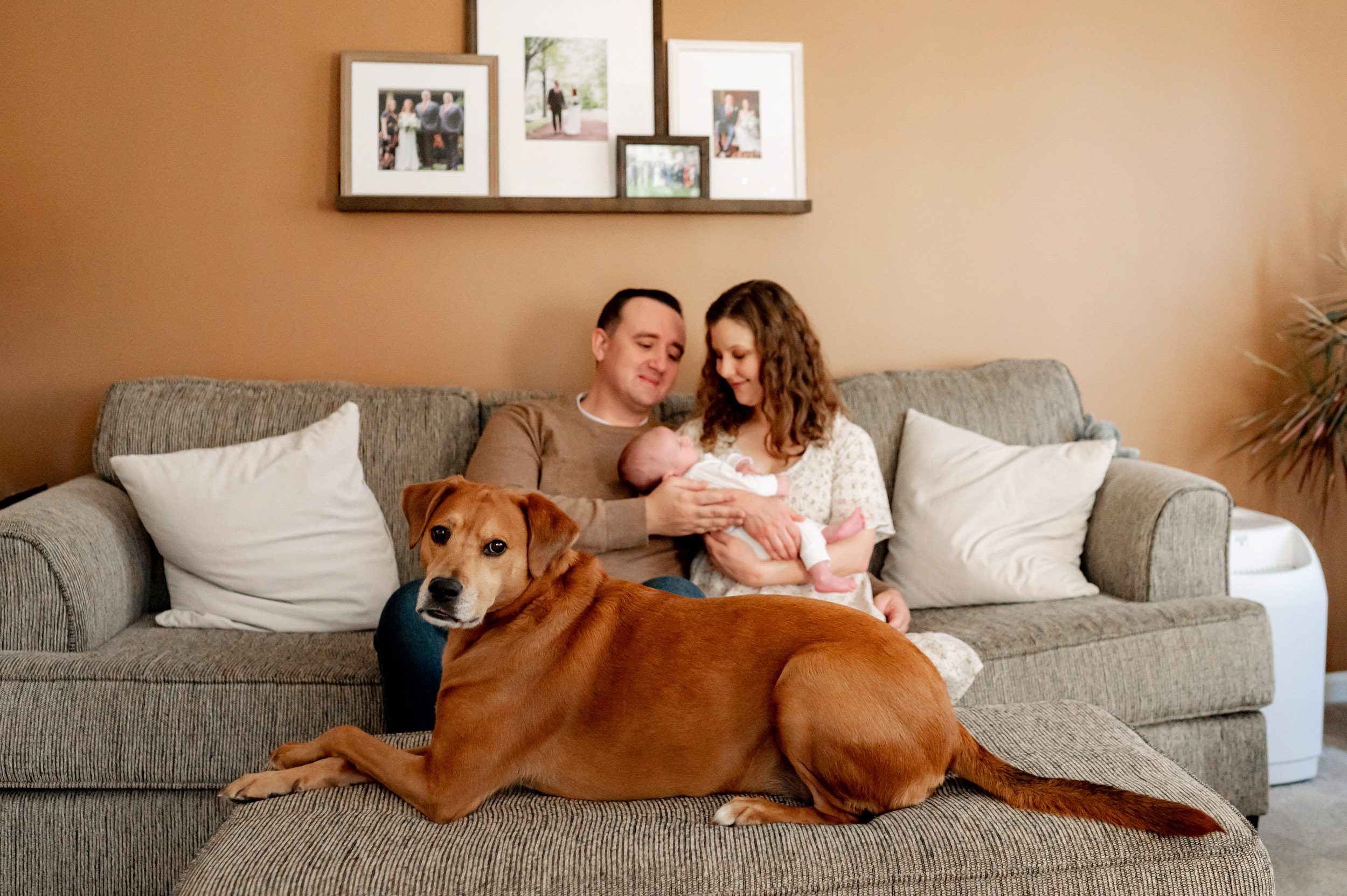 a dog laying on an ottoman with her legs crossed looking directly at the camera with the parents sitting on the couch in the background holding their baby boy during a newborn photo session