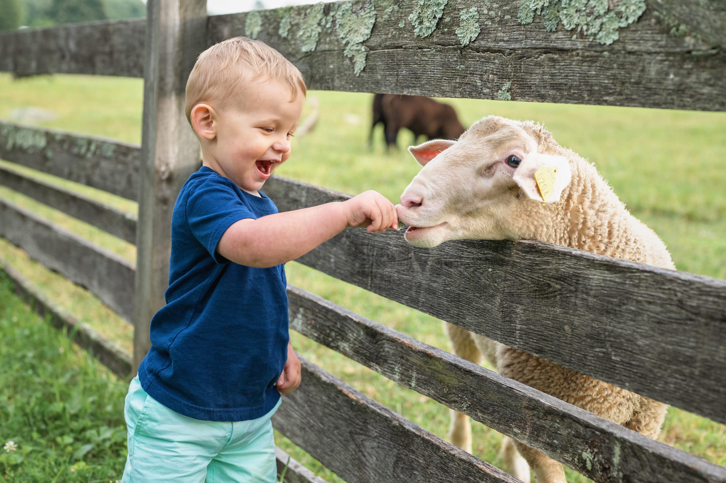 a little boy smiling as a sheep pokes its head through the fence and eats a piece of grass out of his hand during a spring photos session