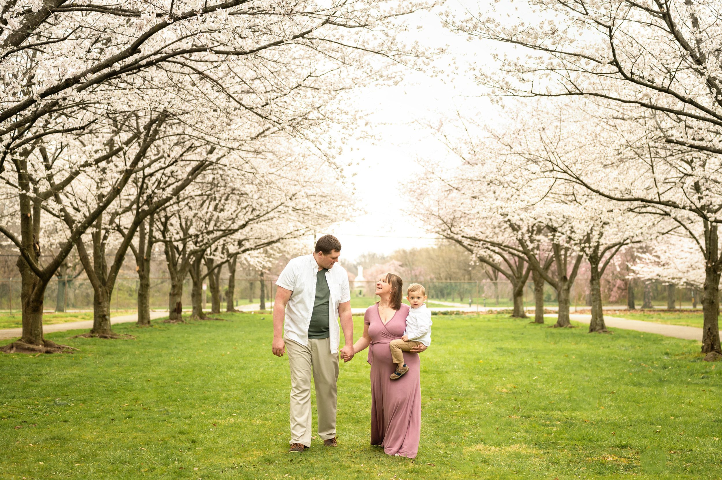 An expecting mom holding her young son on her hip and smiling up at dad as they walk in a field lined with cherry blossom trees in bloom during a spring photo session