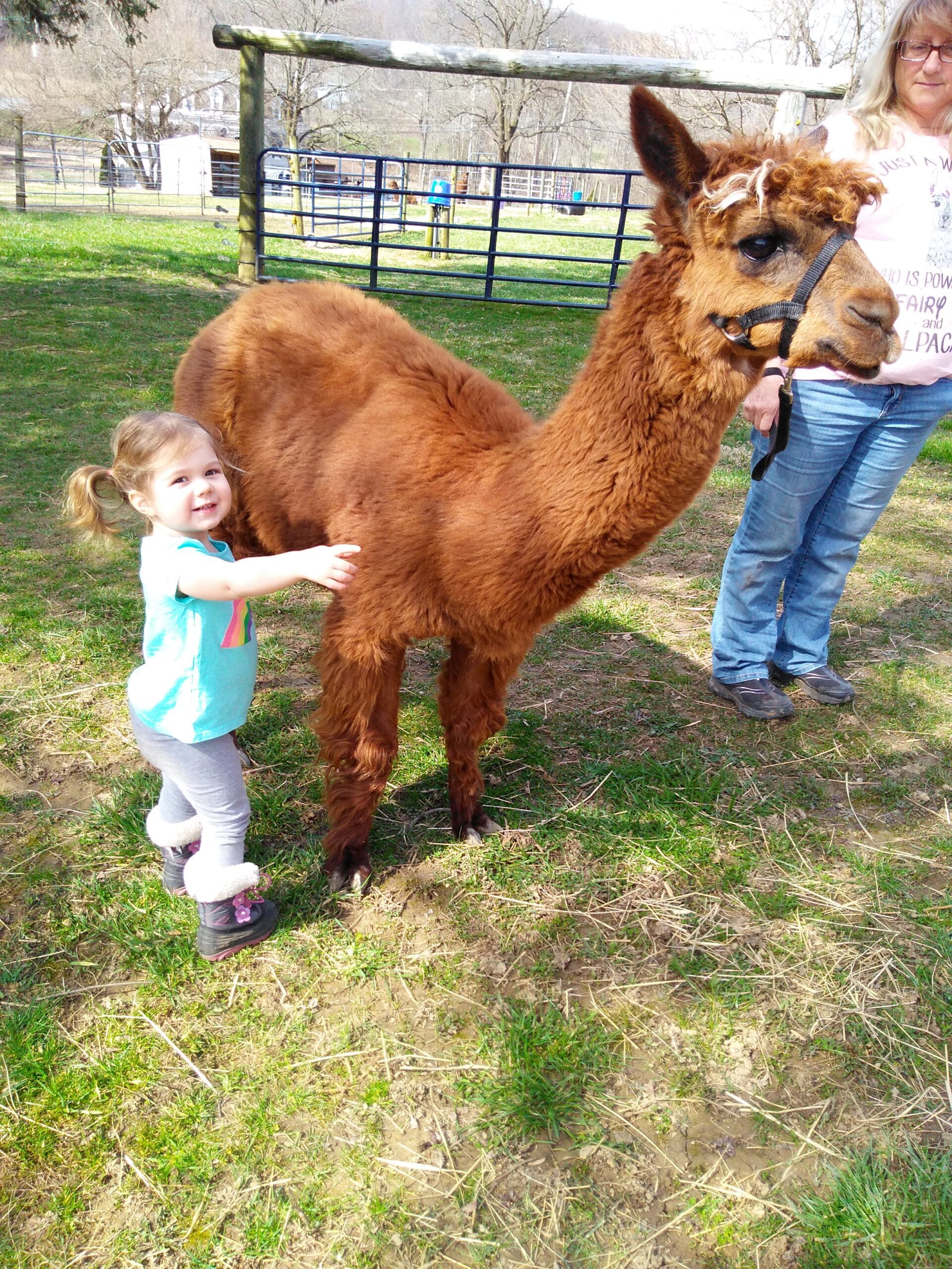 a little kid pointing at an alpaca and smiling during a visit to the alpaca farm