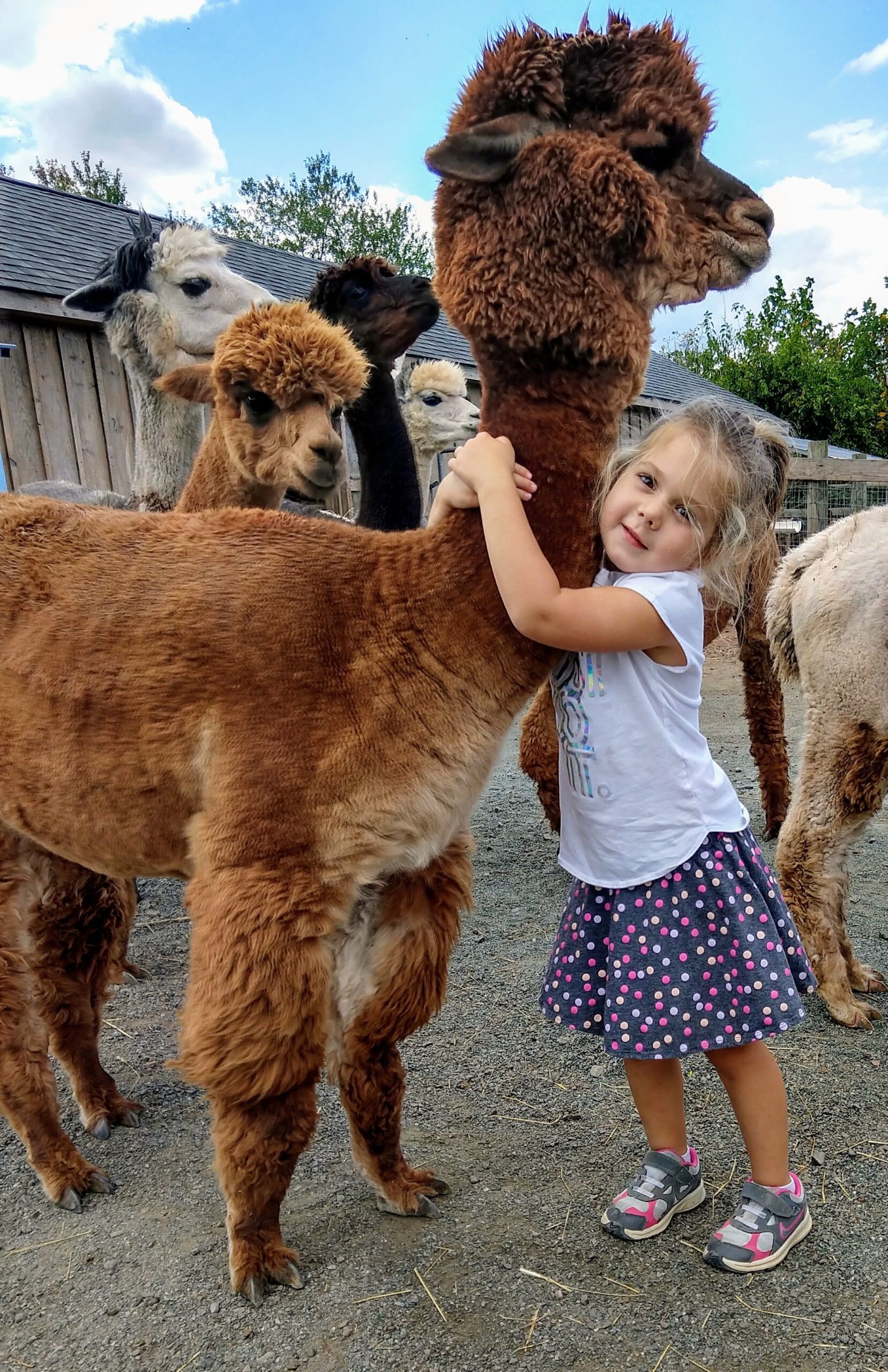 a little kid hugging an alpaca during a visit to the alpaca farm