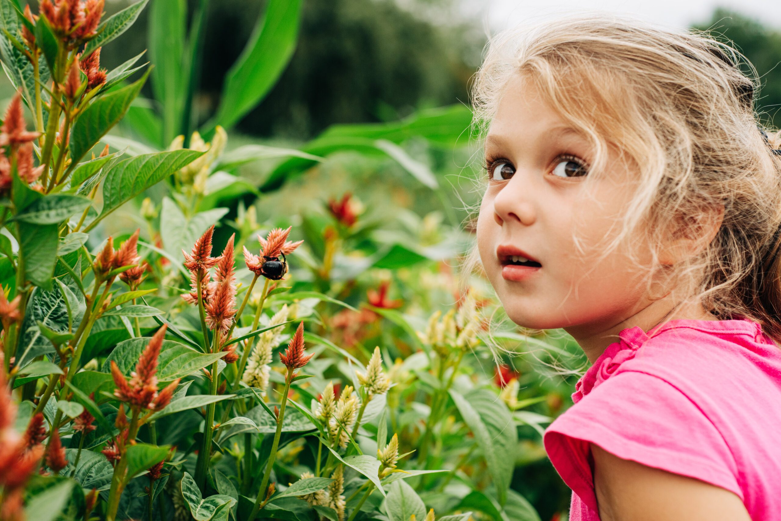 a young girl exploring the spring and summer flowers in a field of coxcomb as she looks up toward the camera with wonder 
