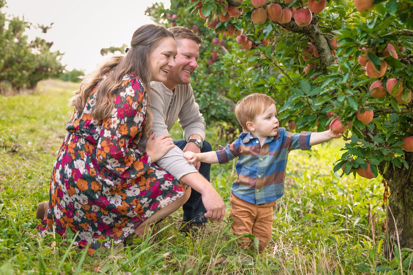 a family of three kneeling down next to an apple tree full of apples in an orchard smiling at their young son as he reaches out and touches an apple on the tree during a fall mini session
