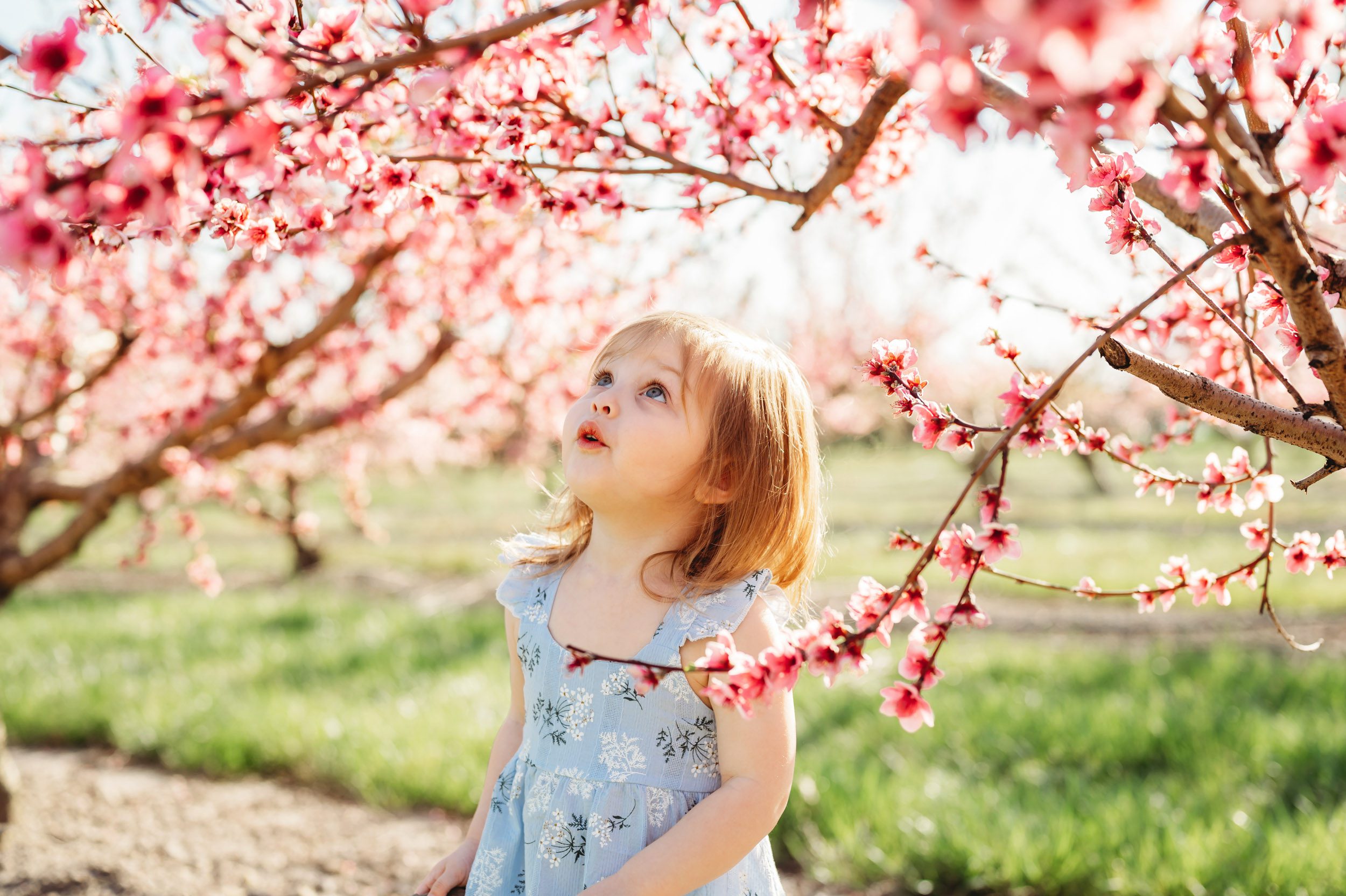 a young girl standing in an orchard surrounded by peach trees full of pink flowers in bloom and looking up at the flowers with a look of wonder on her face