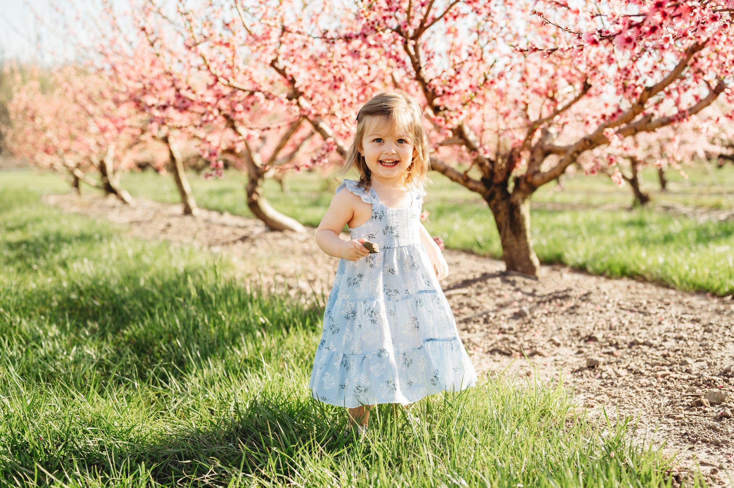 a young girl smiling at the camera as she walks through an orchard full of peach blossoms in bloom during a spring mini session