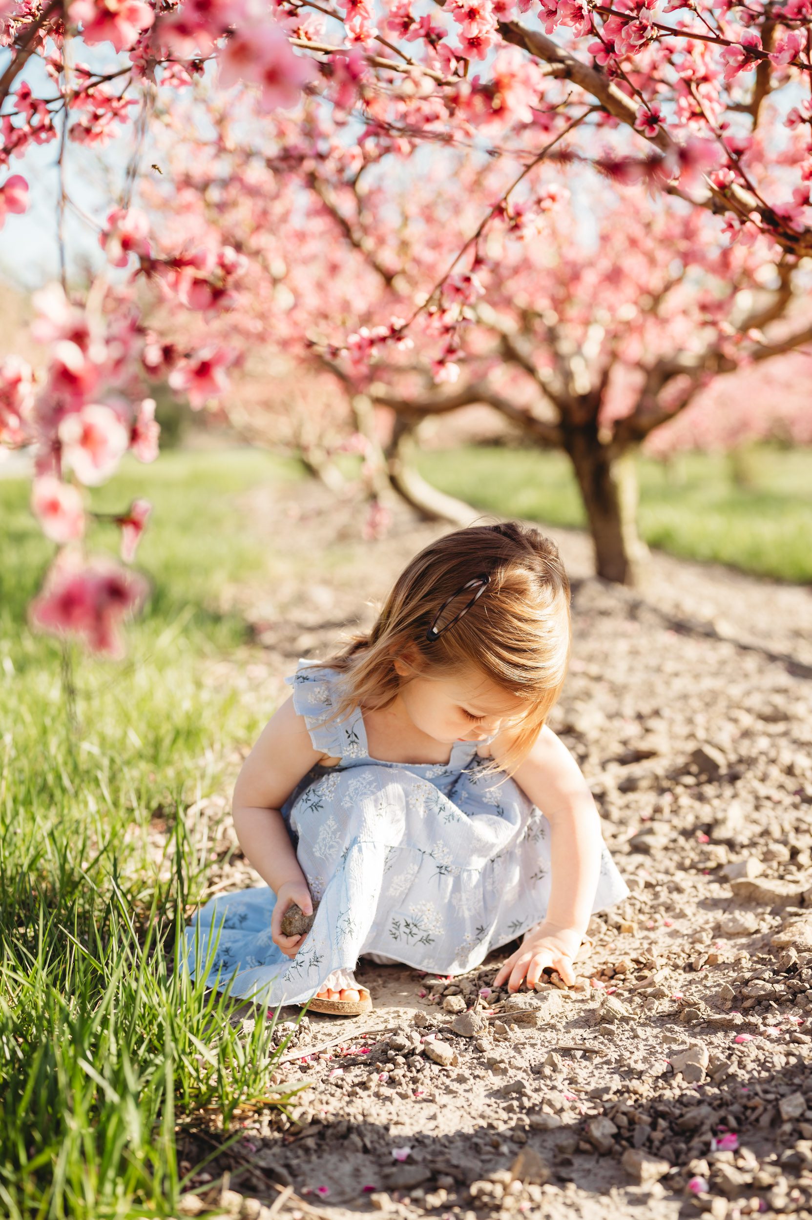 a young girl squatting down under a row of peach trees full of pink flowers in bloom during a spring mini session