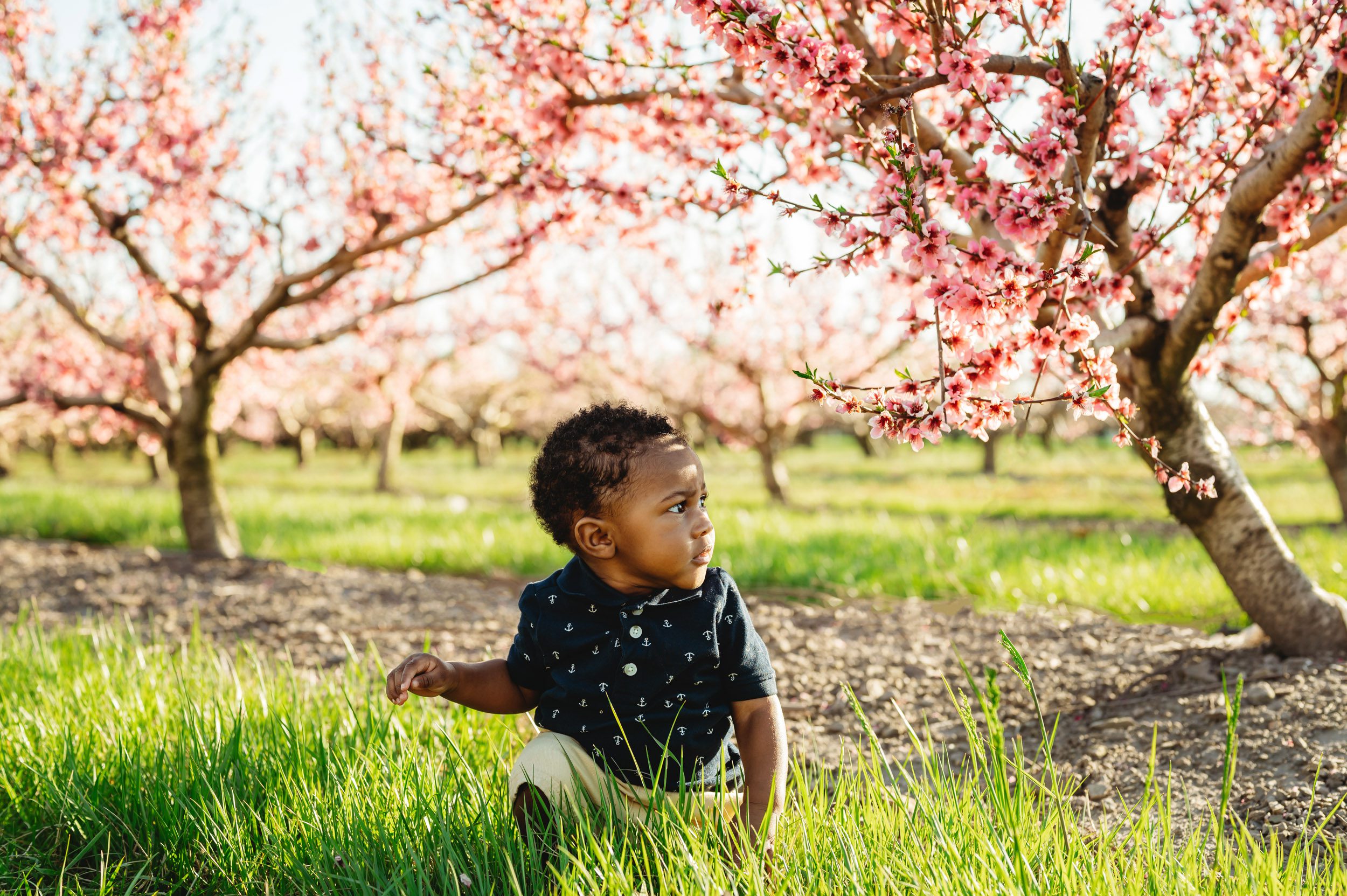 a baby boy sitting in the grass in an orchard full of peach trees in bloom during a spring mini session